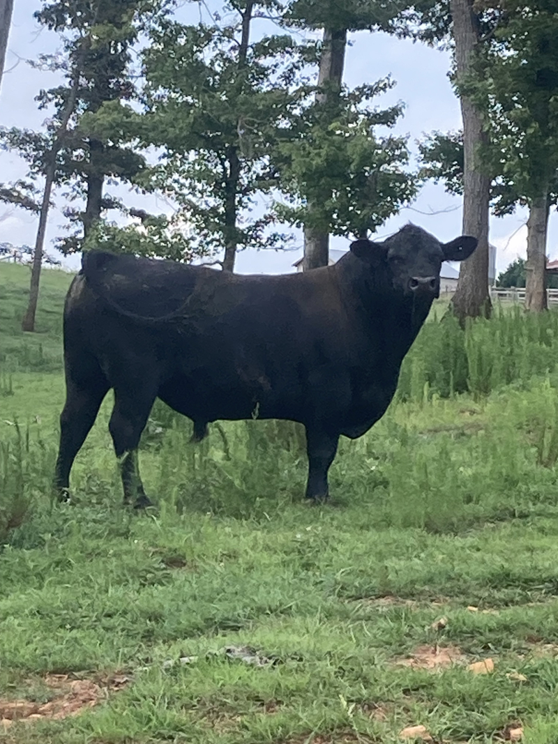 Registered Emulation Bloodlines Black Angus Bull, Goddard Ext 718, no AAA +19734198, DOB 9-8-20